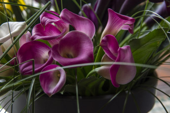 Картинка цветы каллы лиловые много