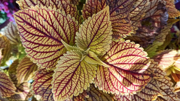 Картинка цветы колеусы +каладиумы листья колеус макро