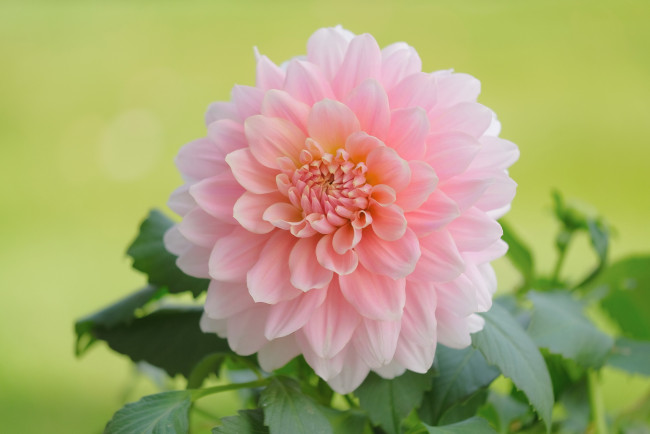 Обои картинки фото цветы, георгины, розовый, георгин, макро