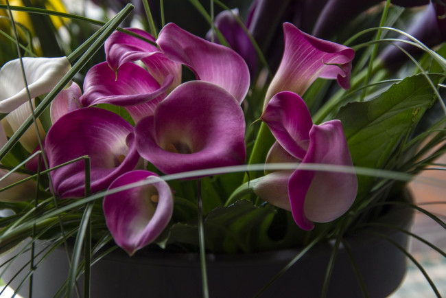 Обои картинки фото цветы, каллы, лиловые, много