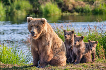 Картинка alaska+brown+bears животные медведи alaska brown bears