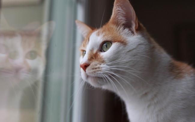 Обои картинки фото животные, коты, кот, кошка