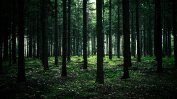 Картинка природа лес деревья мох