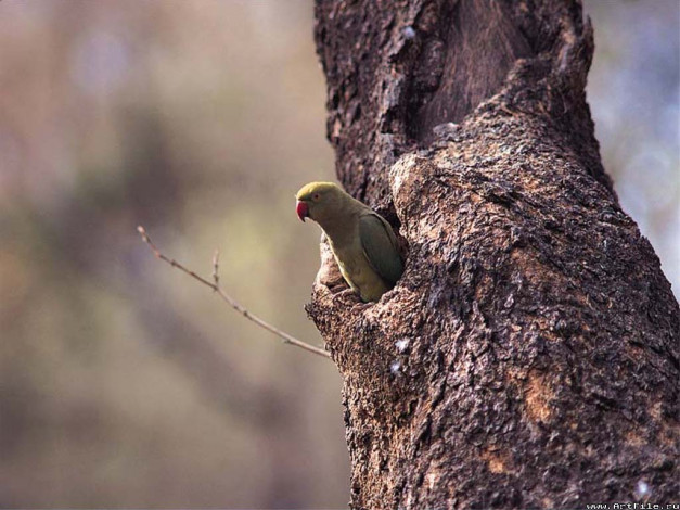Обои картинки фото животные, попугаи