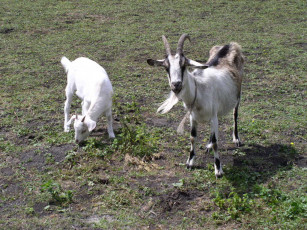 Картинка животные козы