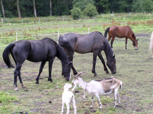 обоя животные, разные, вместе