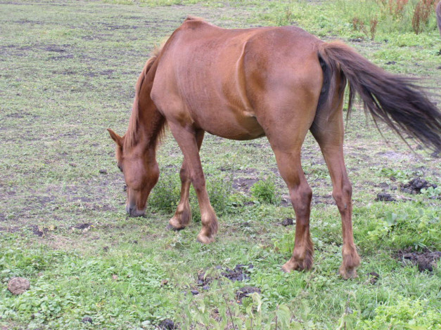 Обои картинки фото животные, лошади