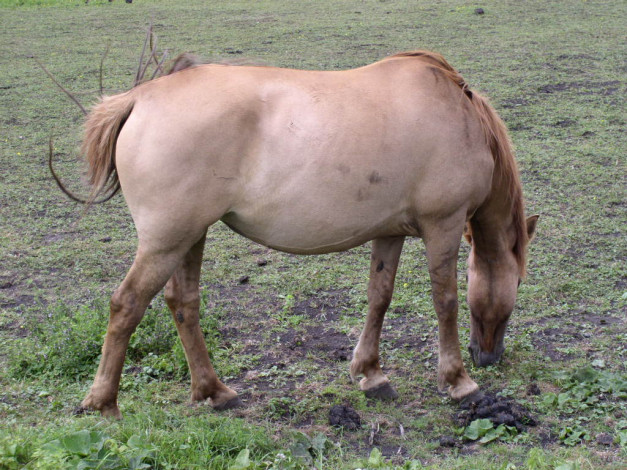 Обои картинки фото животные, лошади