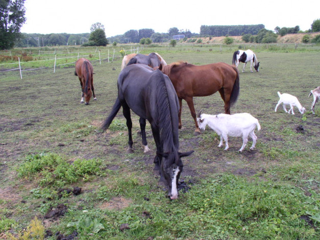 Обои картинки фото животные, разные, вместе