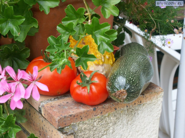 Обои картинки фото еда, овощи, томаты, помидоры