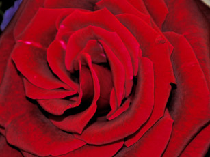 Картинка цветы розы