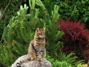 Картинка животные коты