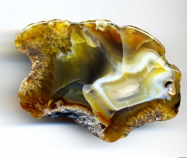 Картинка разное ракушки кораллы декоративные spa камни