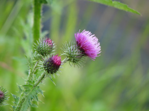 Картинка цветы Чертополох репейник