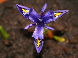 Картинка цветы ирисы