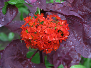 Картинка цветы лантана вербена