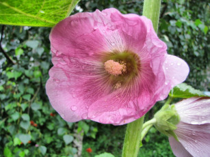 Картинка цветы мальвы