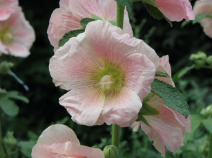 Картинка цветы мальвы