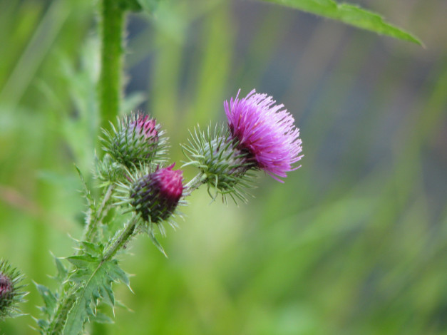 Обои картинки фото цветы, Чертополох, репейник