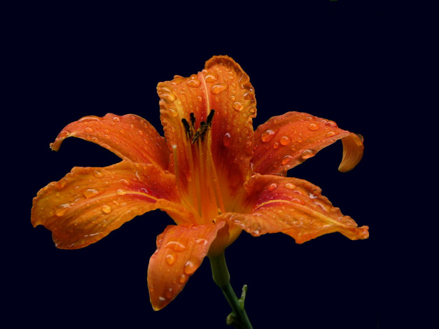 Обои картинки фото цветы, лилии, лилейники