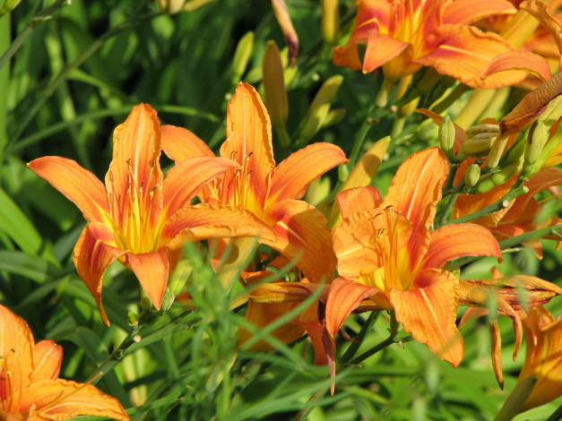 Обои картинки фото цветы, лилии, лилейники