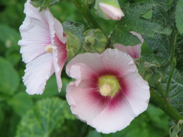 Обои картинки фото цветы, мальвы