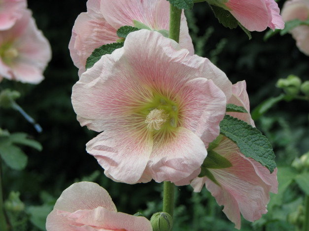 Обои картинки фото цветы, мальвы