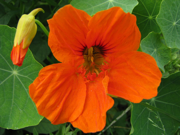 Обои картинки фото цветы, настурции