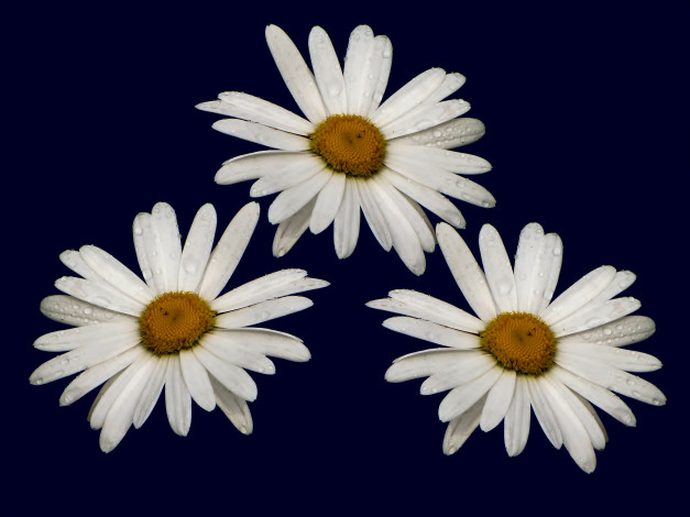 Обои картинки фото цветы, ромашки