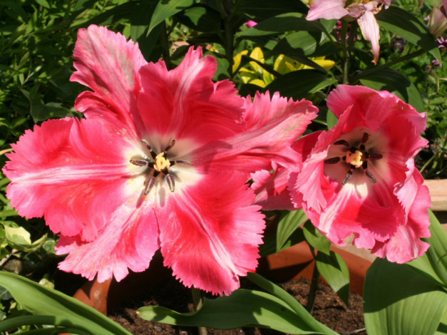 Обои картинки фото цветы, тюльпаны