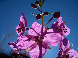 Картинка цветы луговые полевые кипрей