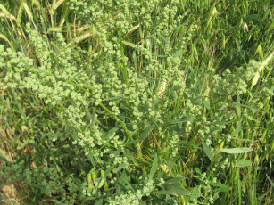 Картинка лебеда природа макро