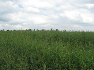 Картинка поле природа поля