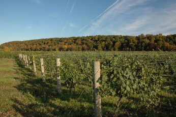 Картинка природа поля виноградник