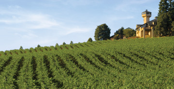 Картинка природа поля виноградник