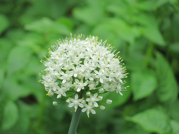 Обои картинки фото цветы, соцветие