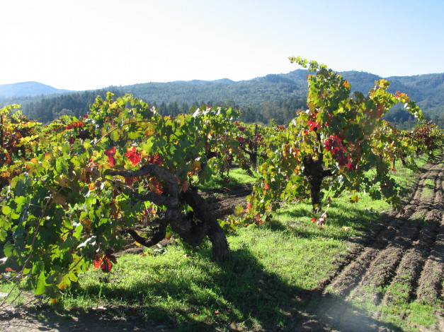 Обои картинки фото природа, поля, виноградник