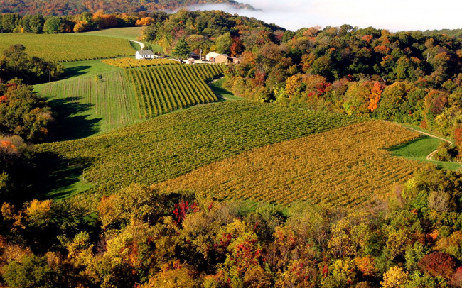 Обои картинки фото природа, поля, виноградник