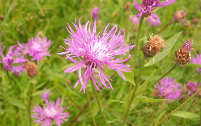 Обои картинки фото цветы, васильки, розовые, лепестки