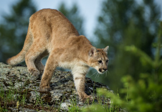 Картинка животные пумы кошка горный лев хищник