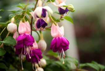 Картинка цветы фуксия цветение лиловый