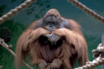 Картинка животные обезьяны орангутанг рыжий