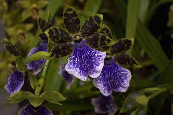 Картинка цветы орхидеи экзотика