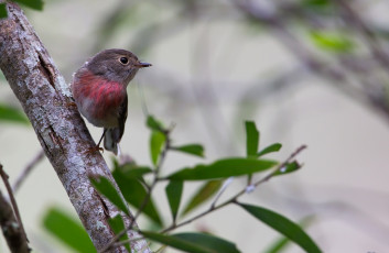 Картинка животные зарянки малиновки малиновка грудка