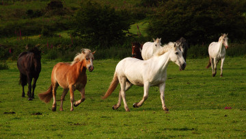 Картинка животные лошади