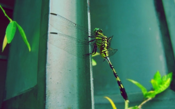 Картинка животные стрекозы стрекоза