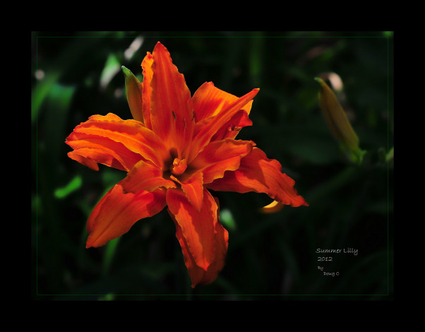 Обои картинки фото цветы, лилии, лилейники