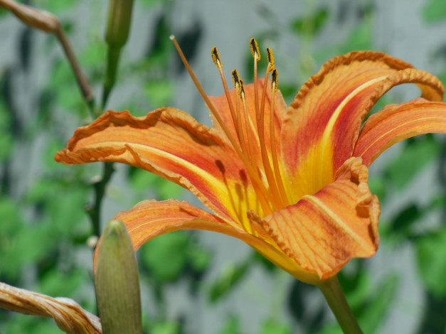 Обои картинки фото цветы, лилии, лилейники, лилия