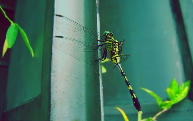 Обои картинки фото животные, стрекозы, стрекоза