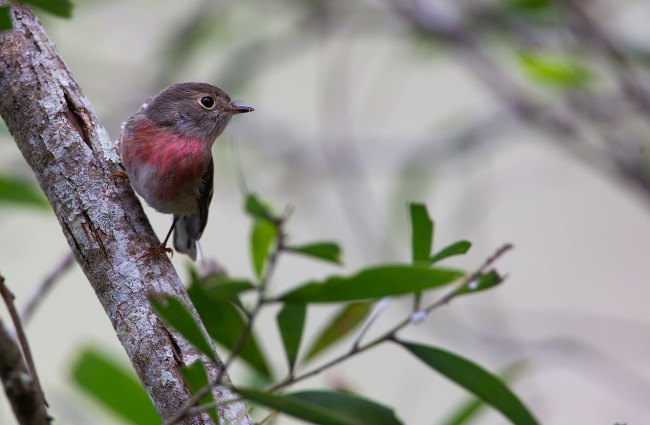 Обои картинки фото животные, зарянки, малиновки, малиновка, грудка